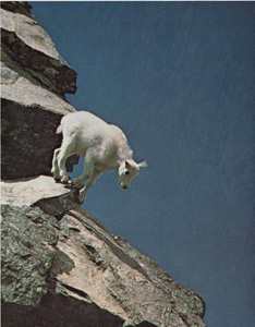 Two-month-old Rocky Mountain Kid